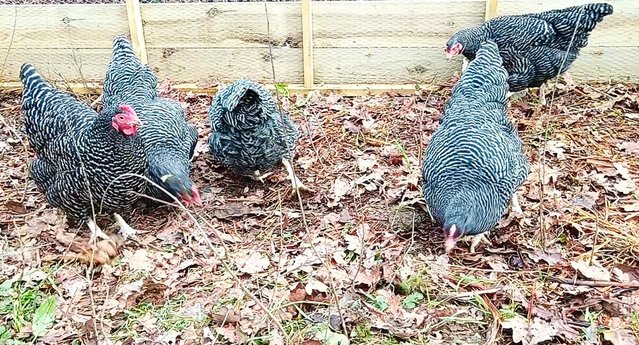 Image 2 of Barred Plymouth Rock Hatching Eggs