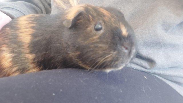 Image 2 of 3 female & 2 male Guinea pigs ?? (Seperated)
