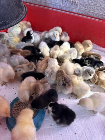 Image 2 of Pekin bantam mixed coloured chicks