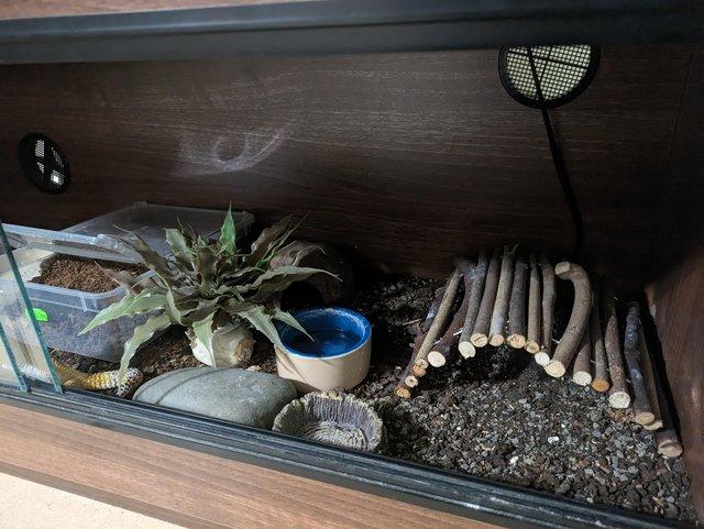 Preview of the first image of Leopard gecko and full setup.