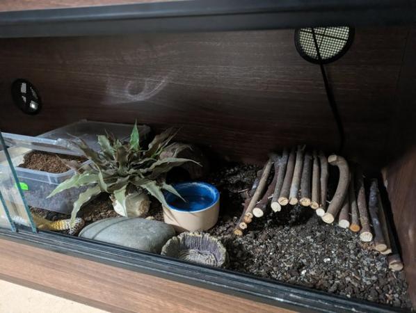 Image 1 of Leopard gecko and full setup