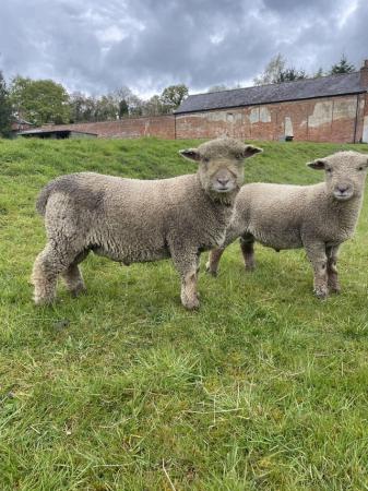 Image 4 of Pedigree Southdown ram lambs