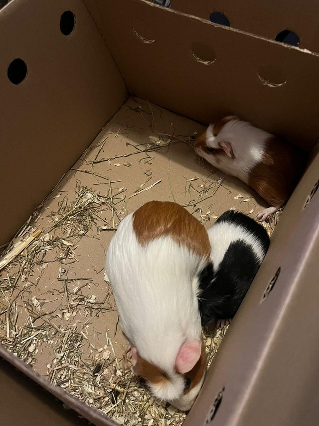 Preview of the first image of Male guinea pigs 7 week old.