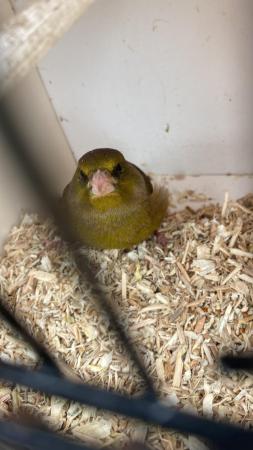 Image 1 of ……………….…………..   Finches                               …….