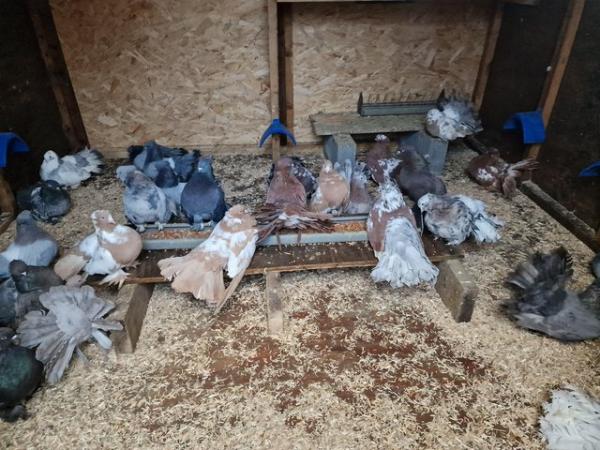 Image 3 of Quality Indian fantail pigeons