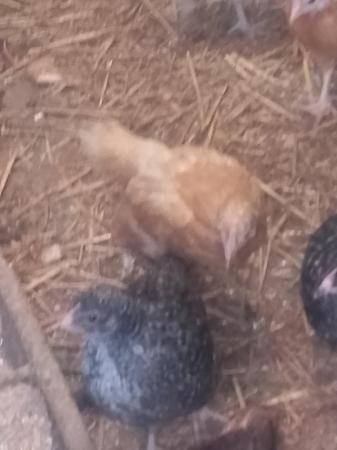 Image 3 of Pullets for sale various breeds