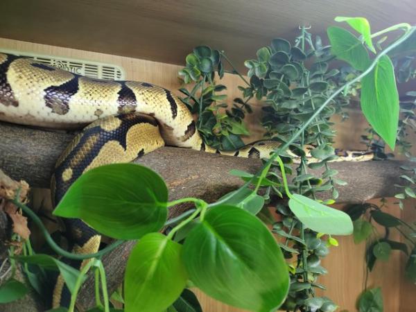 Image 6 of Royal pythons for rehome