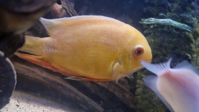 Image 7 of Oscars, golden severum, female cichlid and many more fish