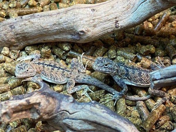 Image 16 of Wide Variety of Lizards Available