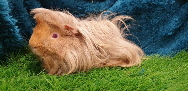 Image 12 of Selection of lovely Male (Boars) Guinea Pigs for Sale