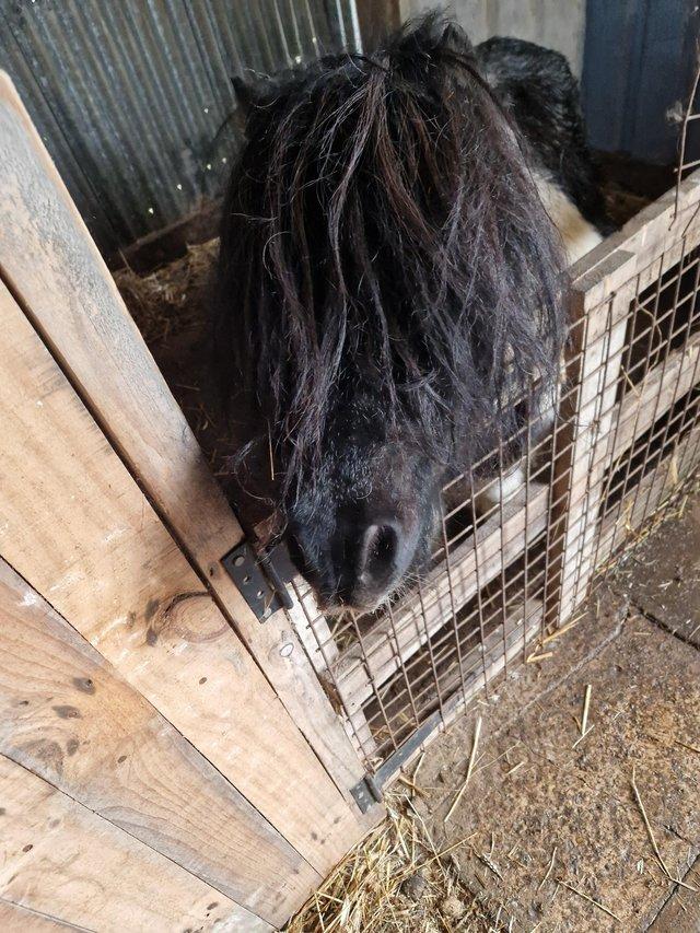 Preview of the first image of Mini shetland stallion pony.