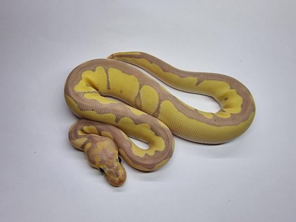 Image 4 of Banana Clown Royal / Ball Python Male