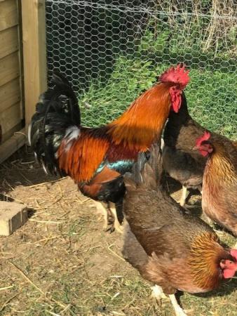 Image 4 of Welsummer Large Fowl Hatching Chicken eggs x 6