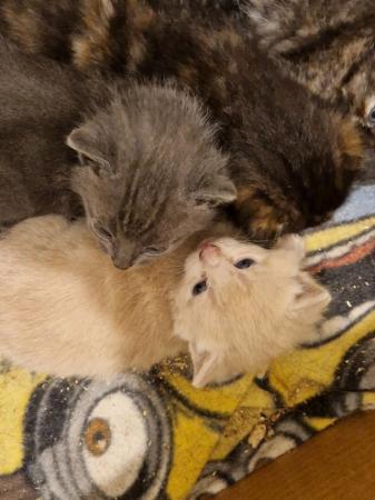 Image 11 of Mixed litter of kittens