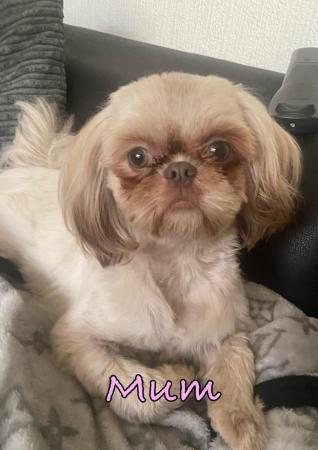 Image 7 of 2 Beautiful Boy Shih Tzu’s.**READY NOW** Prices Vary.