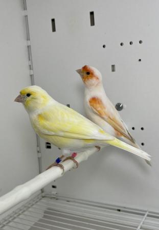 Image 5 of Beautiful Pair of Mosaic Canaries For Sale