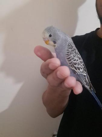 Image 11 of Young baby budgies hand tamed for sale
