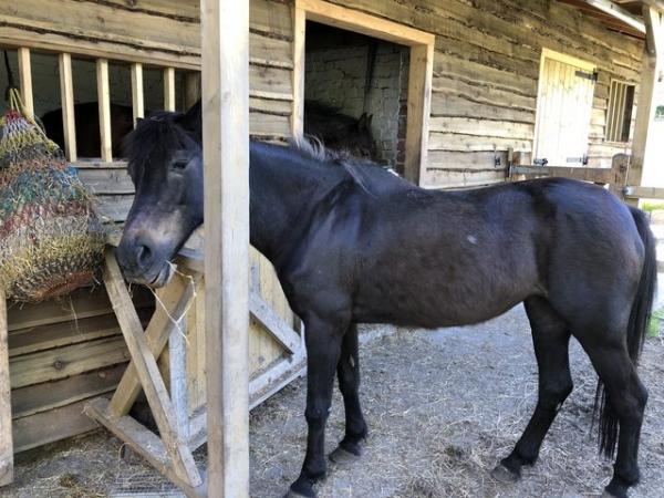 Image 5 of Black 14h cob mare needing good home