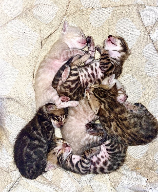Preview of the first image of Beautiful Bengal Kittens for sale full pedigree.