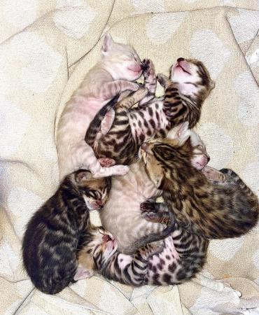 Image 1 of Beautiful Bengal Kittens for sale full pedigree