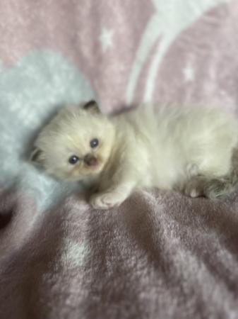 Image 7 of Last Affectionate lilac male Ragdoll kitten ready now!
