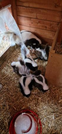 Image 5 of 3 male skunks ready 10th july