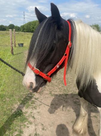 Image 1 of Beautiful 12.3hh Piebald Mare For Sale