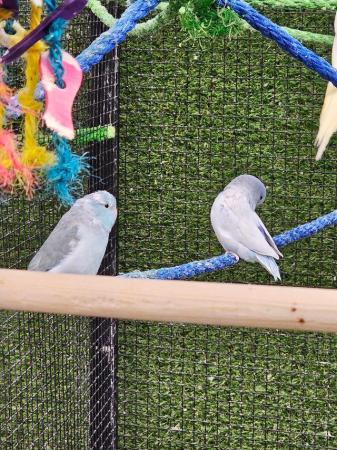 Image 6 of Stunning parrotlets available male and female