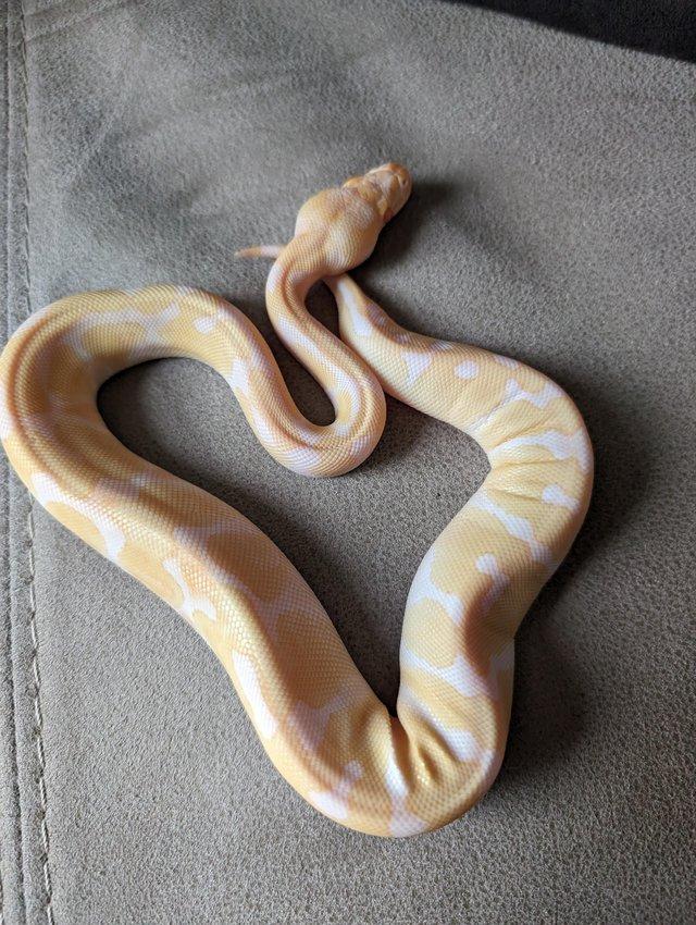 Preview of the first image of Enchi albino royal python.