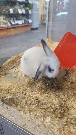 Image 1 of Female Rabbits Available for sale