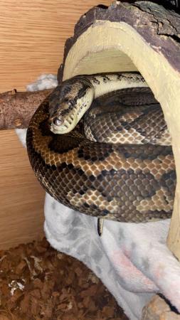 Image 1 of Carpet python (Scotland)