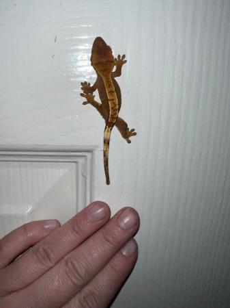 Image 6 of Baby crested geckos available