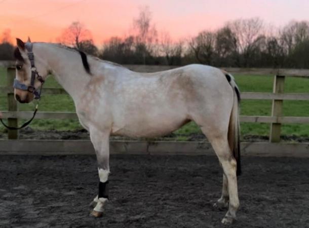 Image 1 of Beautiful Pony For Sale