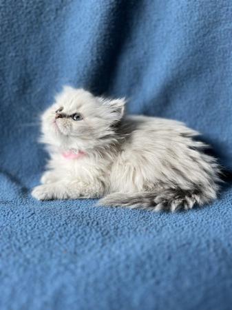 Image 4 of Stunning British Longhair kittens