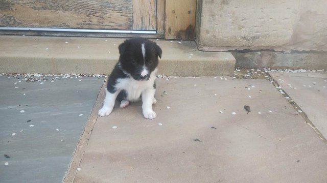 Image 1 of Border collie pups ISDA registered from working parents