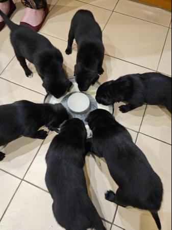 Image 3 of Black Labrador X puppies, 5 weeks old & Adorable!