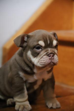 Image 4 of Gorgeous bulldog puppies ready mid june