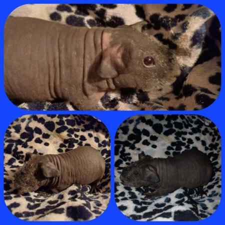 Image 4 of Skinny pig babies ready to leave for new homes