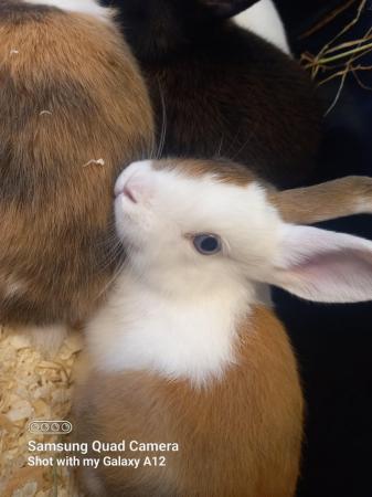 Image 5 of Baby Netherland dwarf rabbits females
