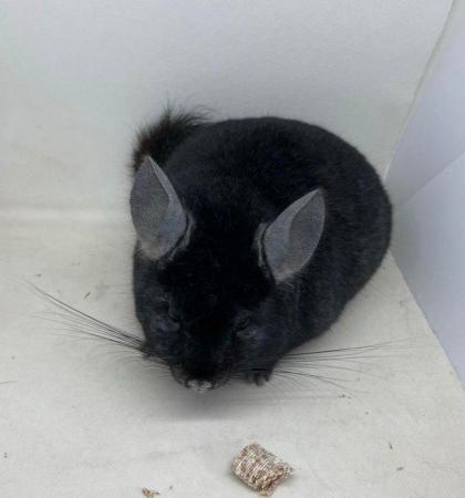 Image 9 of Chinchillas for sale in Staffordshire