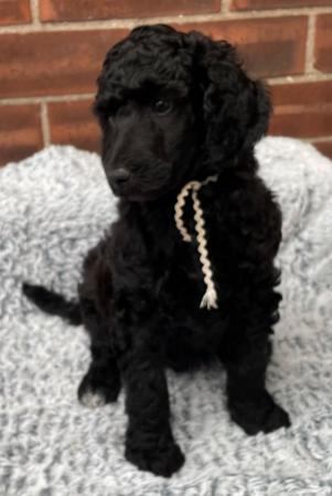 Image 10 of Standard Poodle Puppies - Health Tested Parents