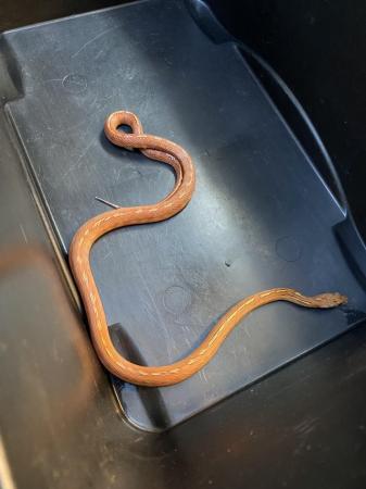 Image 1 of Blood Tessera Corn snake Male £75