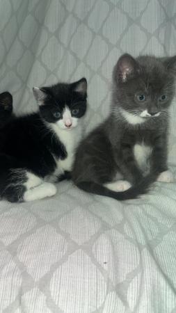 Image 4 of Beautiful Kittens looking for new homes available
