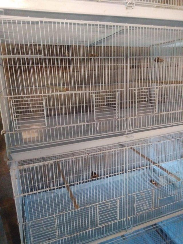 Preview of the first image of Bird breeding cages for smaller type birds.