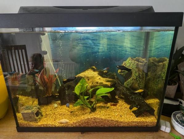 Image 3 of 80ltr fish tank, tropical fish, accessories