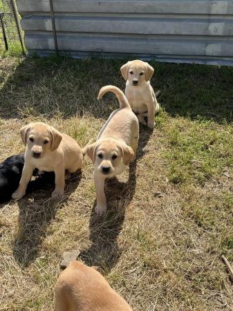 Image 1 of Available now! 2 Yellow Labrador Puppies Left