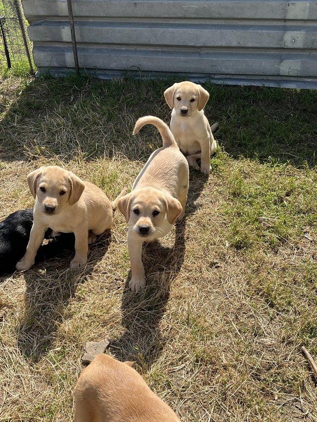 Preview of the first image of Available now! 2 Yellow Labrador Puppies Left.