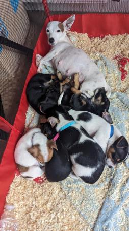 Image 12 of Mini Jack Russell puppiesREADY 3 May 3 left