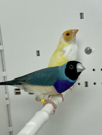 Image 5 of Beautiful pair of Gouldian finches for sale