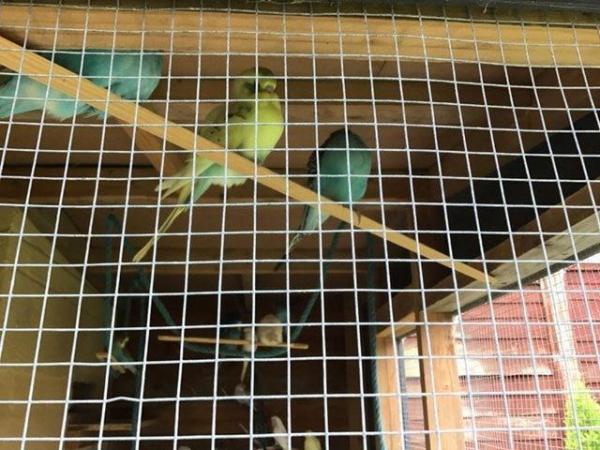 Image 7 of Young budgies 3-9 months old various colours